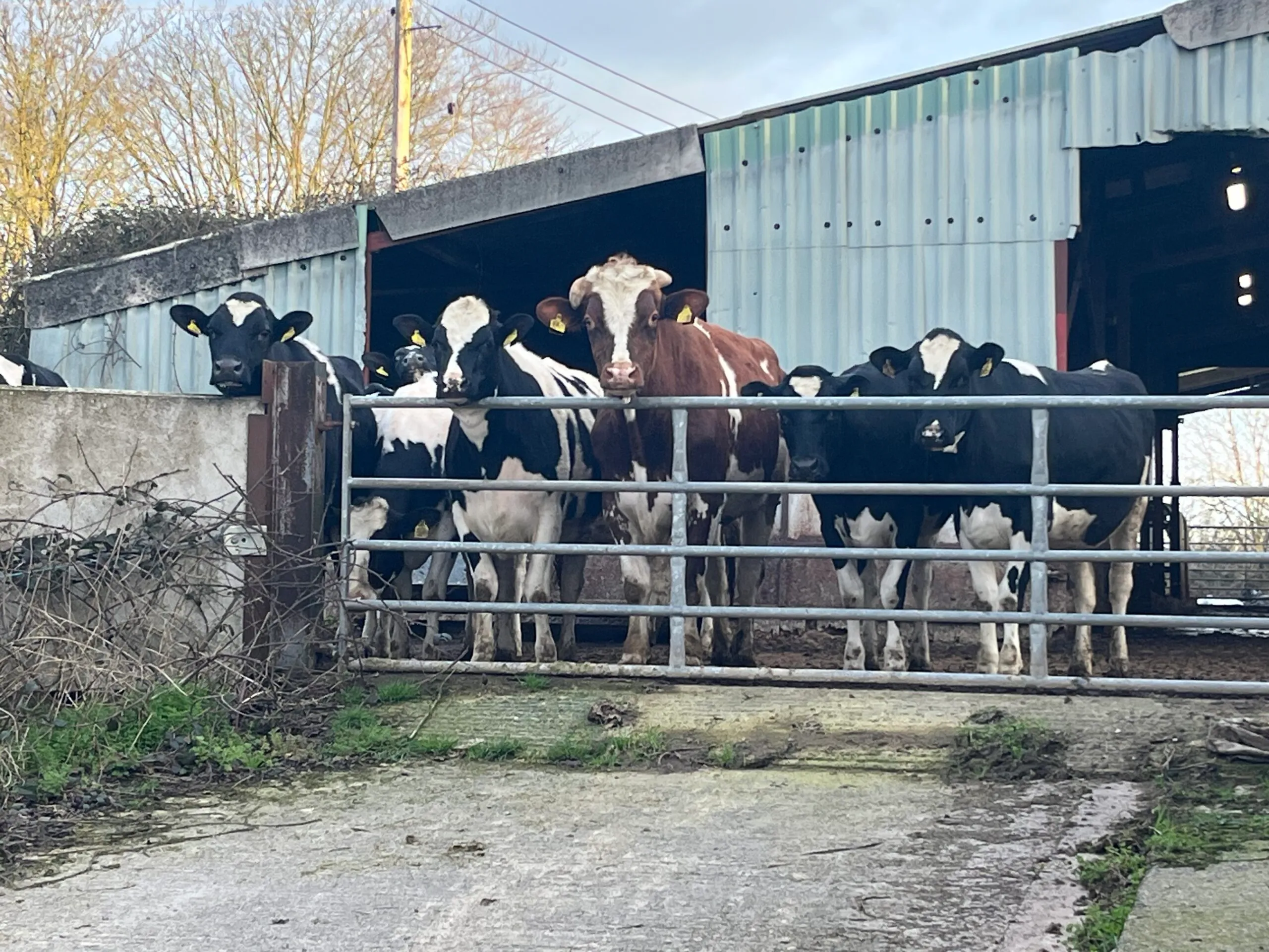 Cattle looking over a galvanised gate in a Devon farmyard