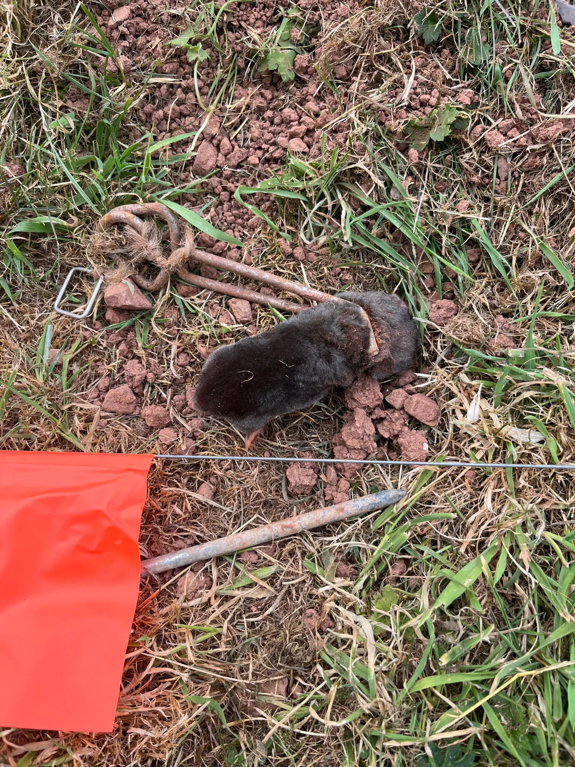 A mole caught in a traditional trap, lying on red Devon soil beside an orange marker flag